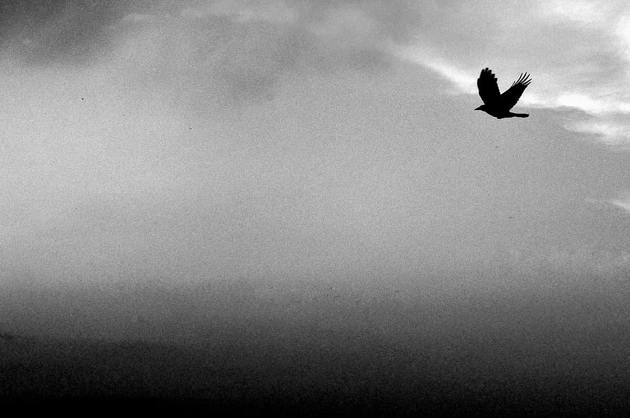 Sky, Bird, Flight, Black, White, Cover, nature, animals in the wild HD wallpaper