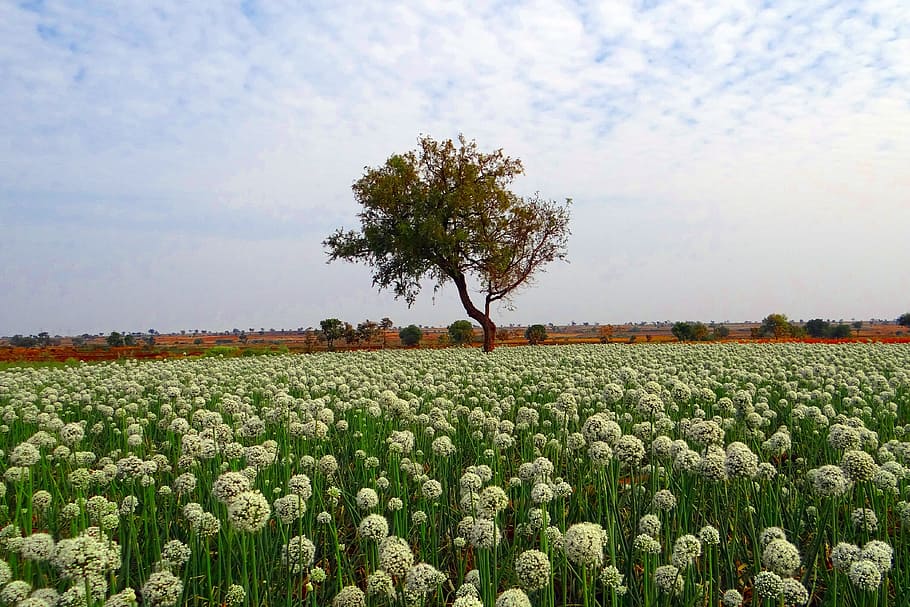 lone tree in the middle of flower field under cirrus clouds HD wallpaper