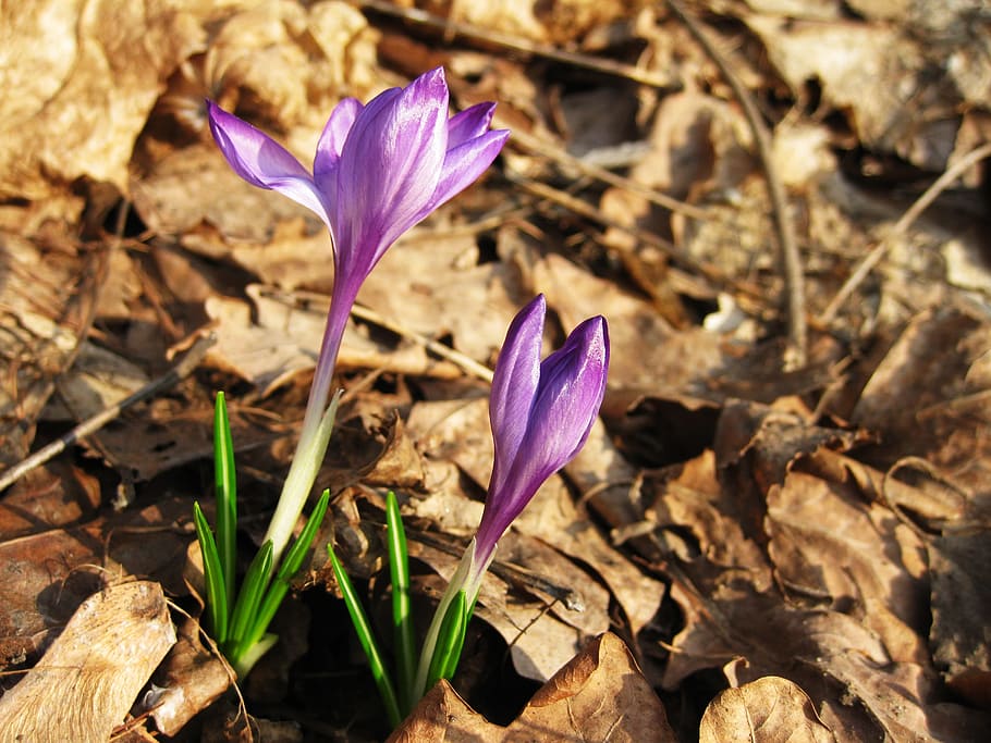 crocus, flower, spring, violet, sunlight, flowering plant, vulnerability HD wallpaper
