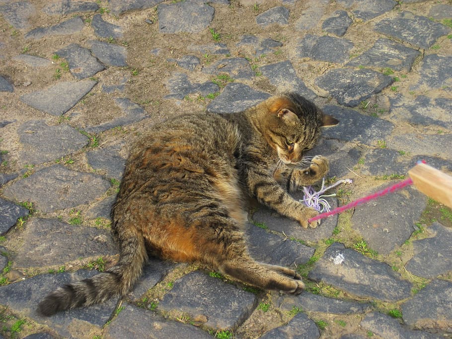 Cat, Play, Mackerel, Animal, mieze, playful, snap, one animal HD wallpaper