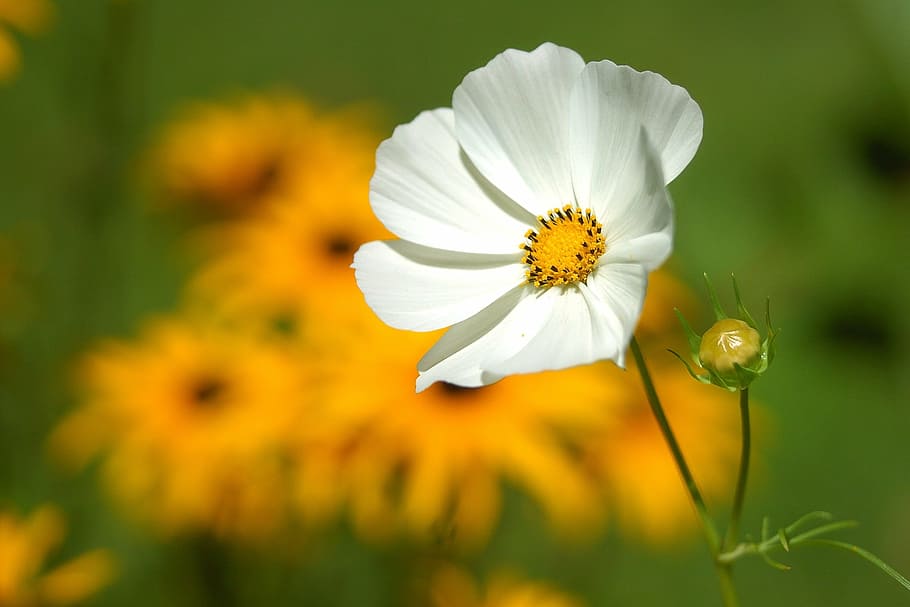 white daisy flower, macro, nature, bud, flowering plant, freshness HD wallpaper