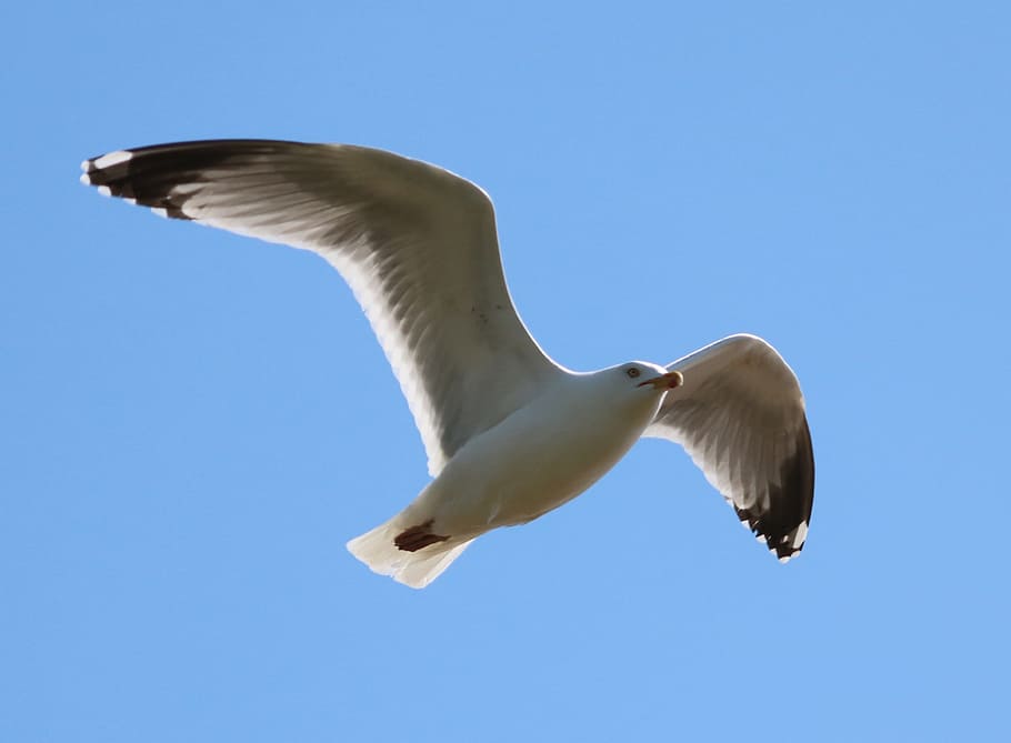 Seagull, Flying, Bird, In Flight, Sky, nature, seabird, outdoors HD wallpaper