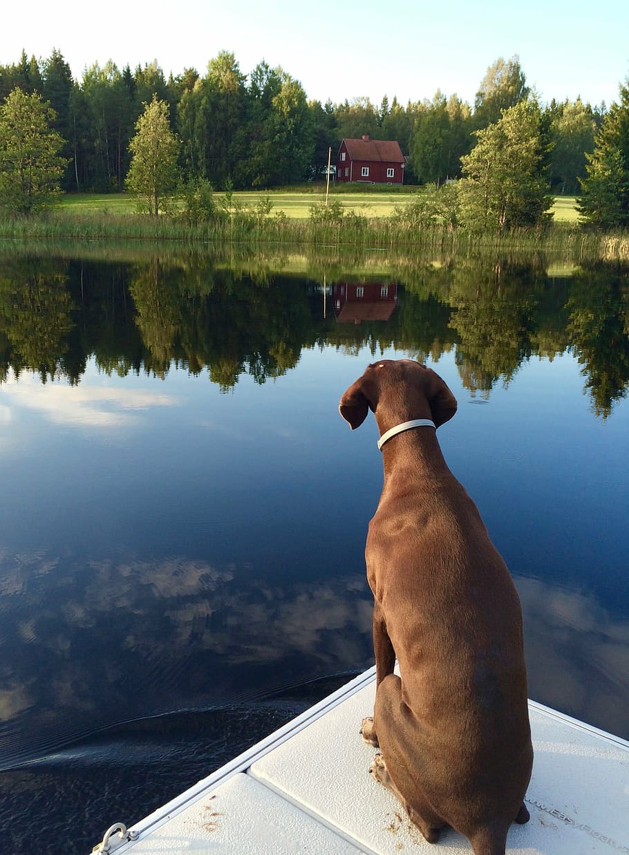 dog, german shorthaired pointer, brown, mirror, lake, nature, HD wallpaper