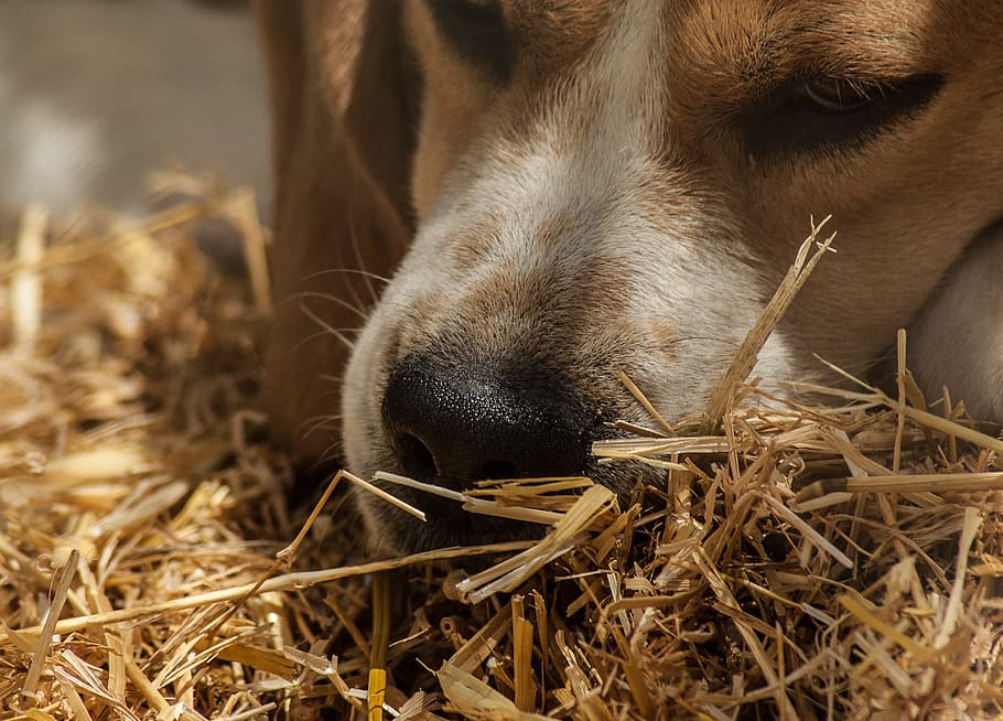dog, hunting, pack, beagle, mammal, one animal, animal themes HD wallpaper