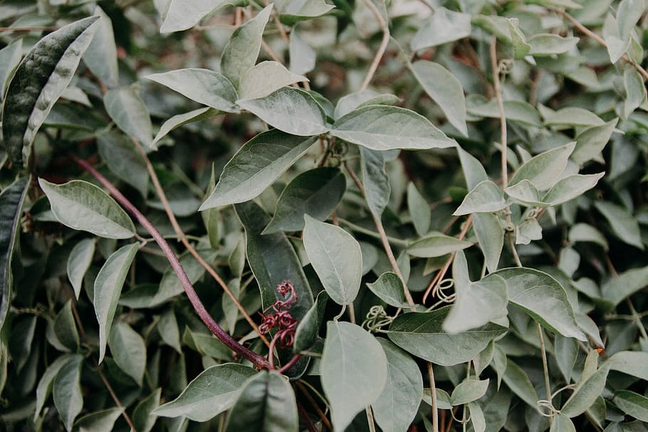 green leafed plant, green leafed plants, greenery, twig, forest HD wallpaper