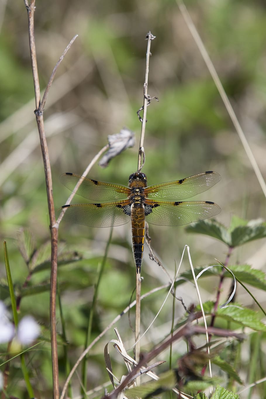 dragonfly, insect, wings, animal wildlife, animals in the wild HD wallpaper