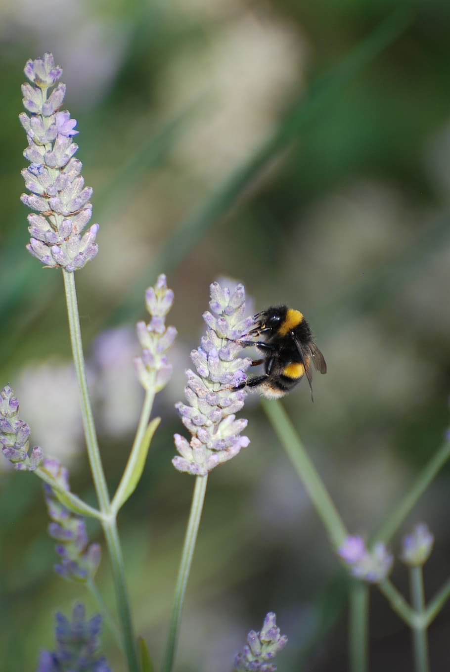 lavender, bee, bumblebee, flowering plant, invertebrate, animal themes HD wallpaper