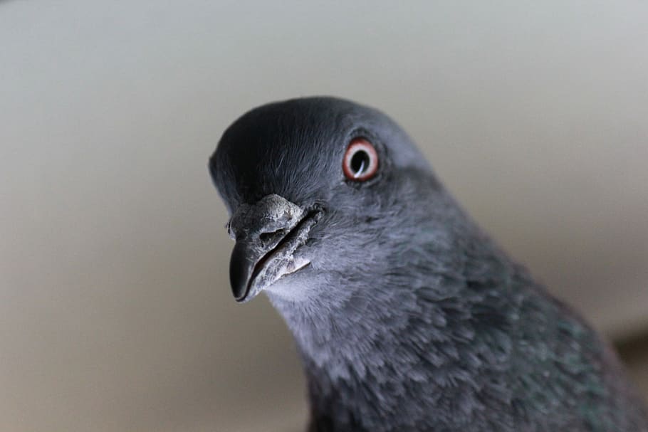 Pidgeon, Eye, Bird, Fly, Wings, looking, feather, wildlife HD wallpaper