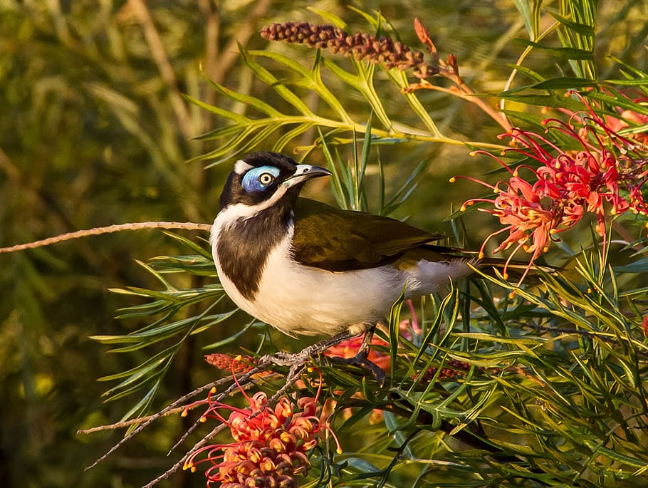 black and white bird perched on red petaled flower, blue faced honeyeater
