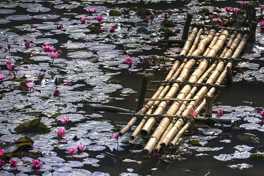 lily, bridge, ao, tre, lotus flowers, background, nice, natural HD wallpaper