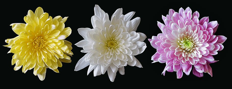three yellow, white, and pink chrysanthemum flowers, mixed, floral