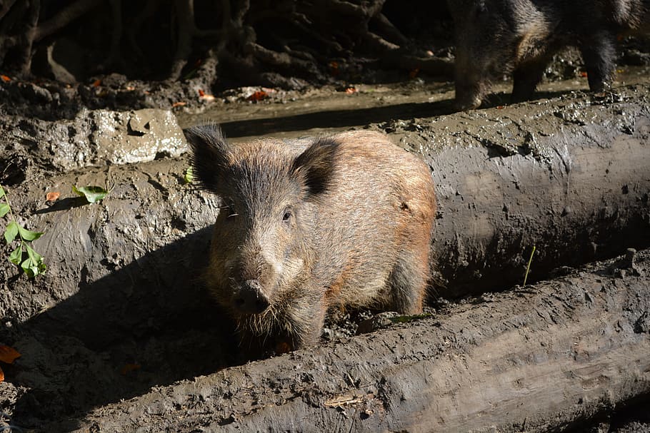 boar, forest, nature, animal, zoo, sow, pig, wild, animal themes HD wallpaper