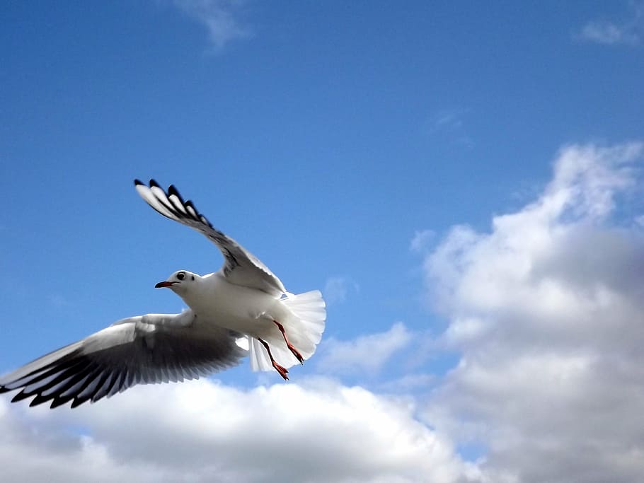 seagull, fly, birds, sky, take-off, flying, spread wings, animal themes HD wallpaper