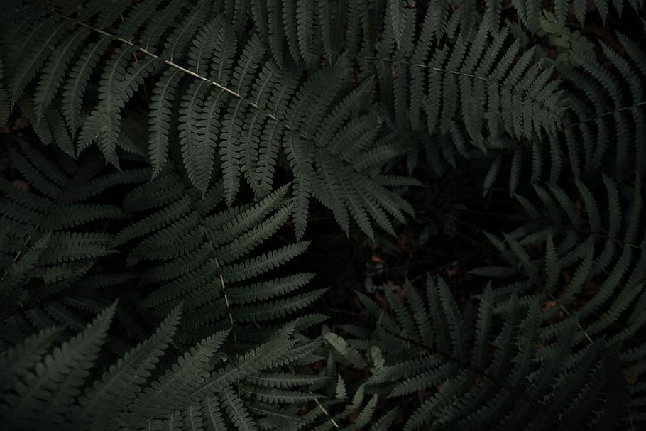 green leafed plants, green ferns, forest, tree, nature, growth HD wallpaper