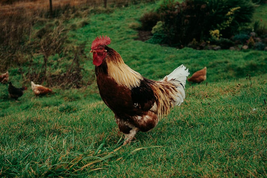 green, grass, poultry, farm, animal, chicken, livestock, bird HD wallpaper