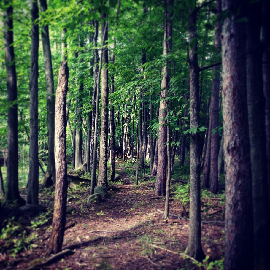 Forest, Trail, Nature, Conservation, woods, path, tree trunk HD wallpaper