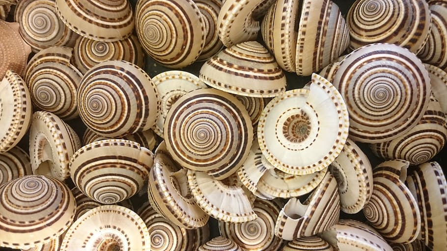 shell, snail, background, backgrounds, no people, pattern, full frame HD wallpaper