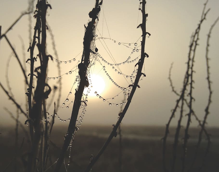 focus photography of water drops on cobwebs, spider web, raindrops HD wallpaper