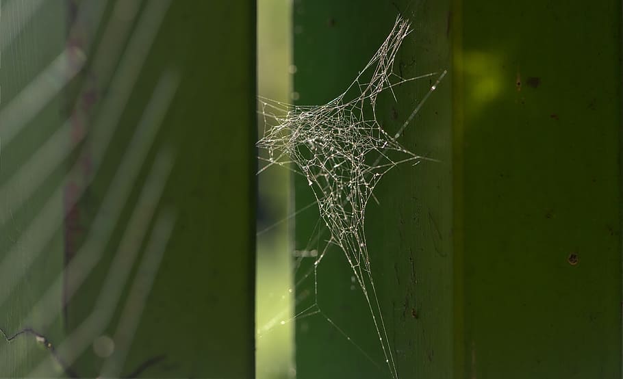 Web, Spiderweb, Nature, Pattern, silhouette, arachnid, insect HD wallpaper