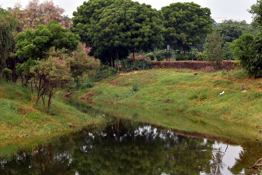 trees, reflection, pond, brook, nature, morning, solitude, plant HD wallpaper