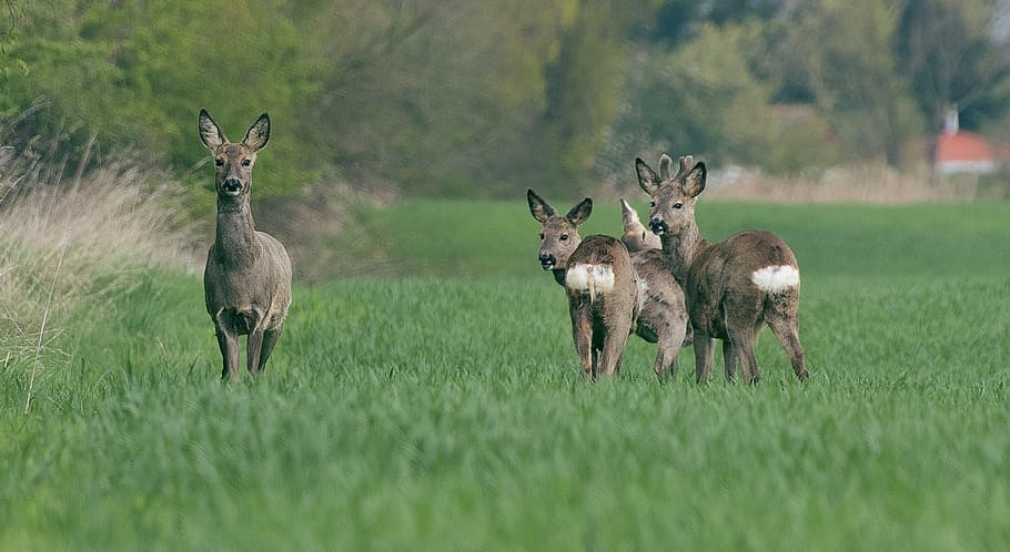 deers on grass field, roe deer, wild, fallow deer, forest, animal HD wallpaper