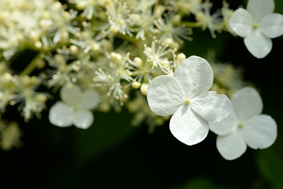 hydrangea, white, macro, blossom, bloom, nature, plant, flower HD wallpaper