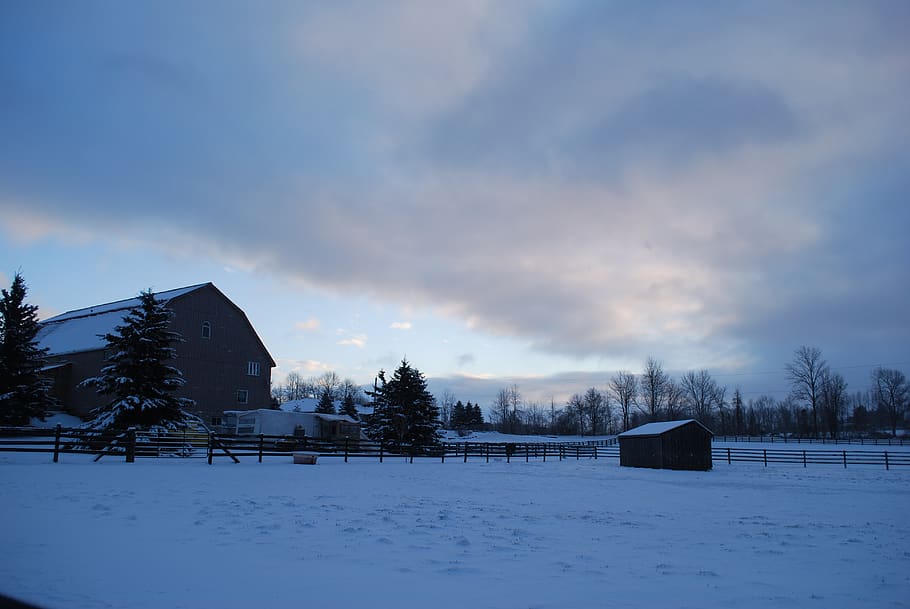 farm, barn, winter, horses, countryside, nature, scenic, landscape, HD wallpaper