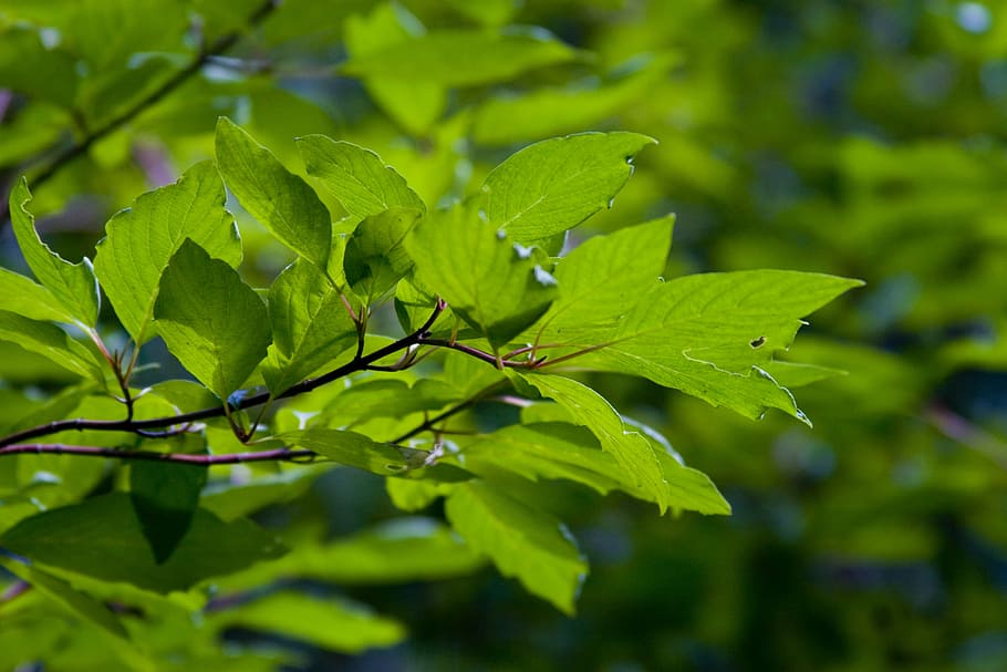 leaves, leaf, green, nature, colorful, plant, summer, plant leaves HD wallpaper