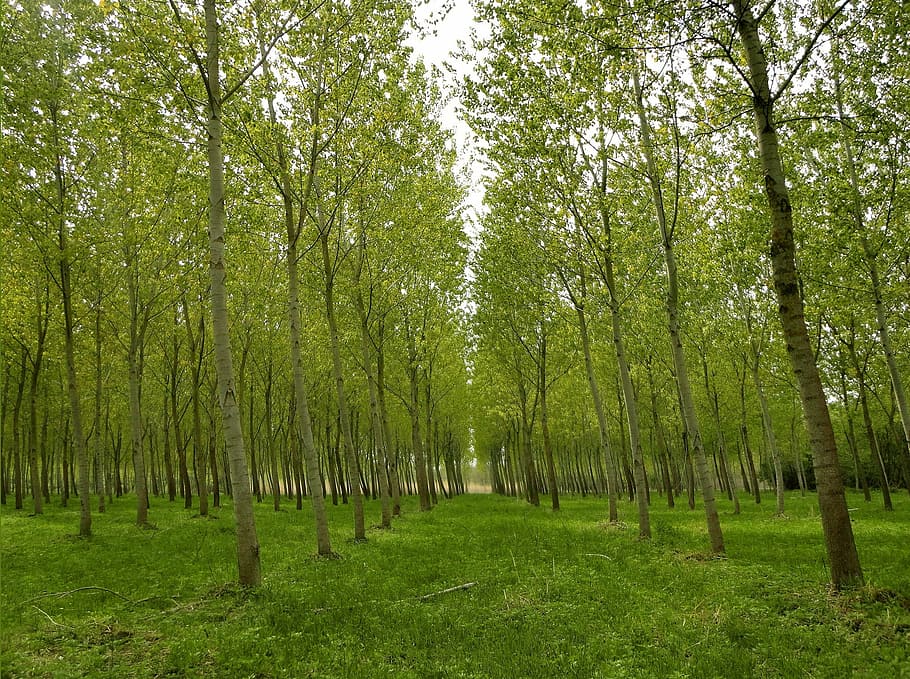 forest, park, poplars, trees, green, nature, spring, plants HD wallpaper