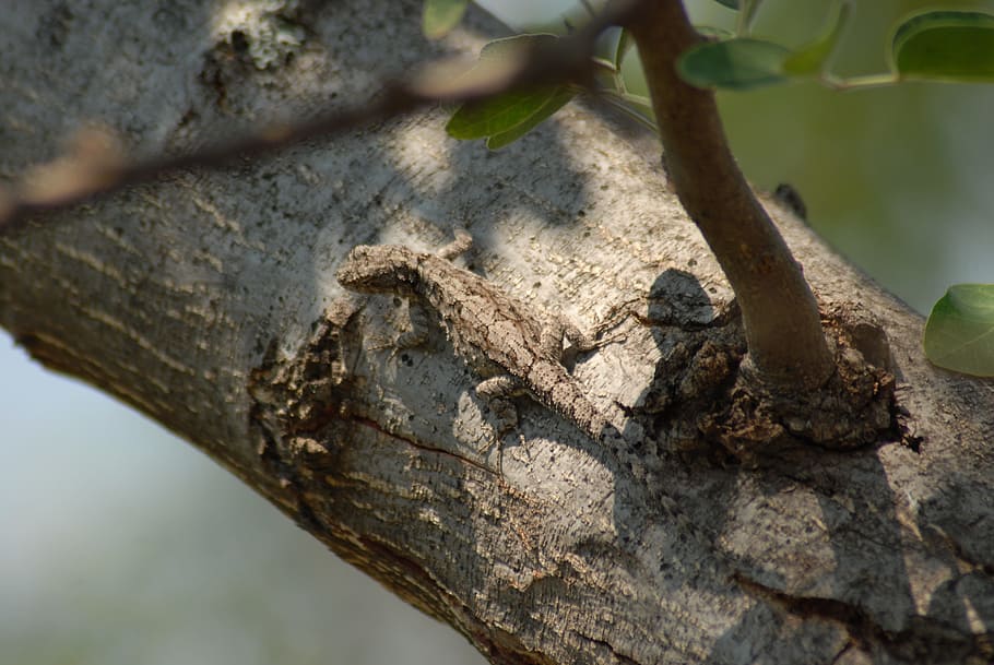 insects, nature, lizard, animal themes, animal wildlife, tree HD wallpaper