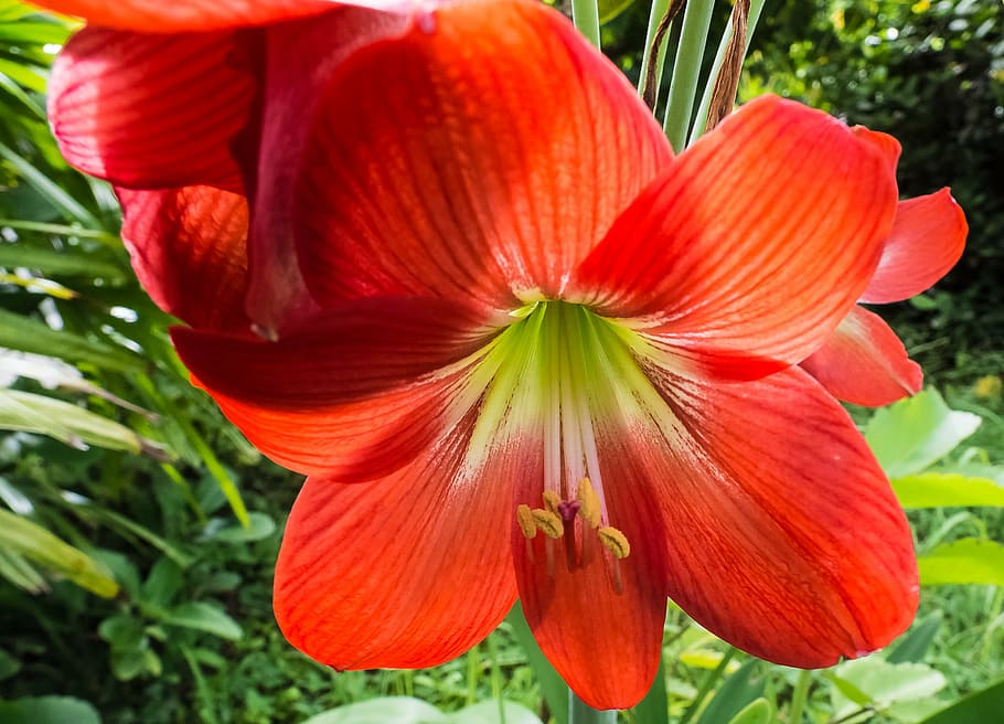 flower, blossom, bloom, red, close, flowering plant, petal HD wallpaper