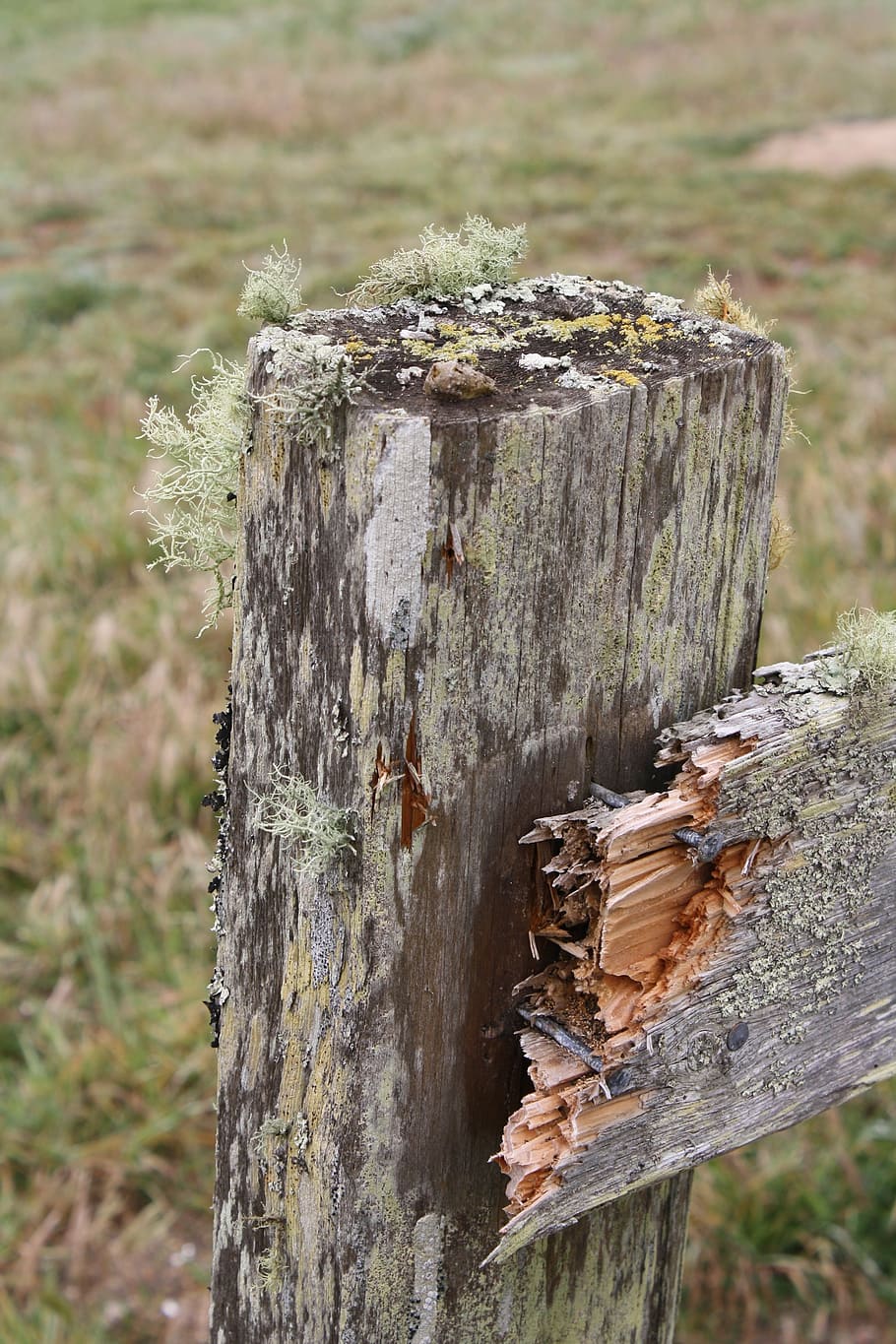 moss, fence, old, grass, wooden, natural, texture, nature, plant HD wallpaper