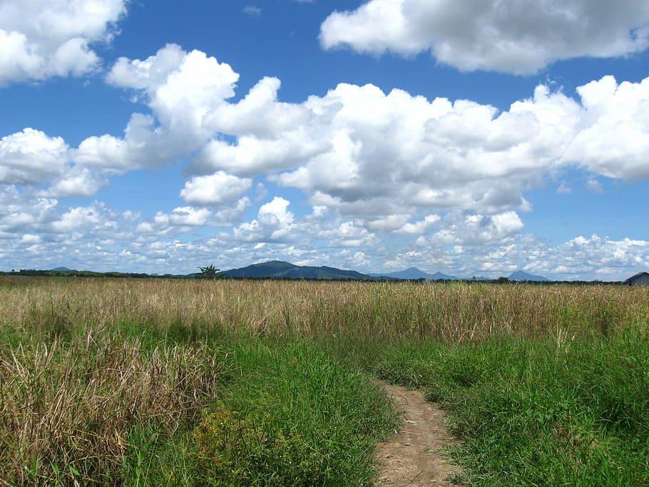 field, grass, landscape, wilderness, scenery, natural, outdoor HD wallpaper