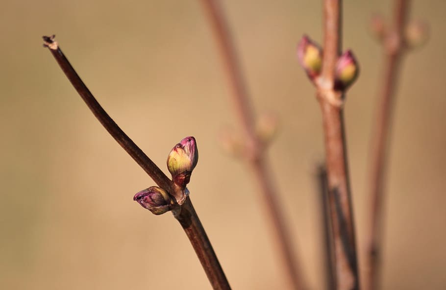 bud, spring, branches, macro, plant, nature, time of year, awakening HD wallpaper