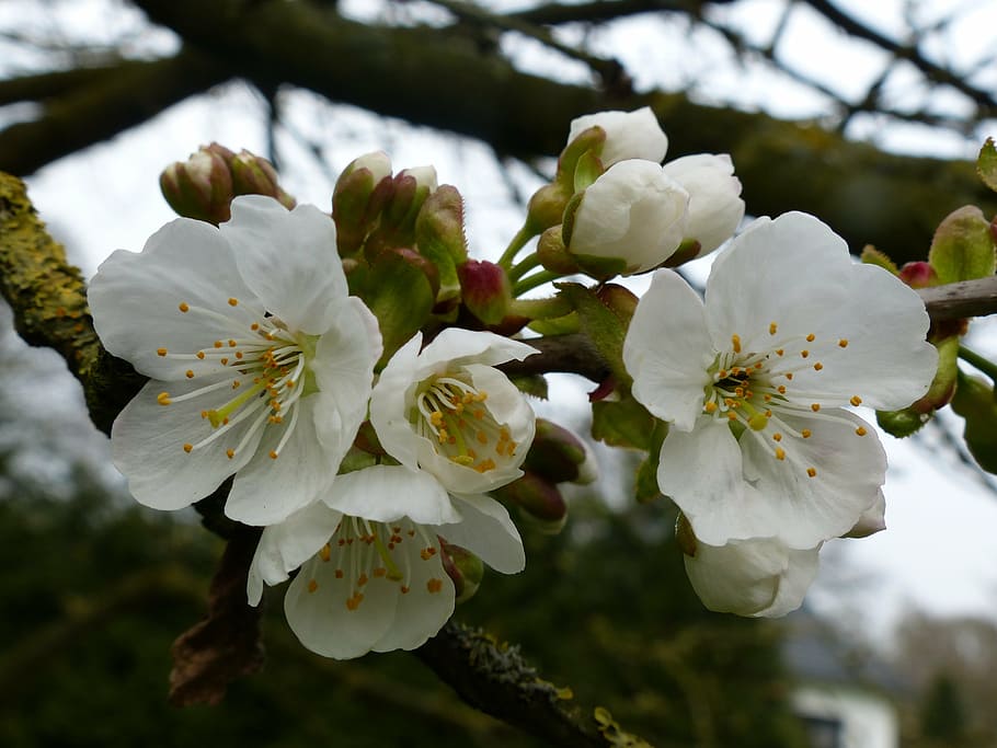 cherry, tree, spring, flowers, white, green, umbel, plant, flowering plant HD wallpaper