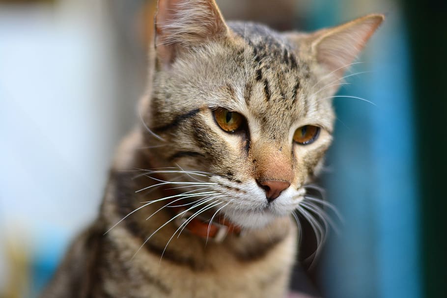 cat, pet, kitten, cute, domestic, kitty, animal, domestic Cat HD wallpaper