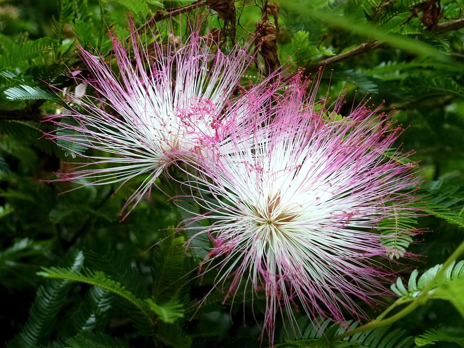 nature, flora, flower, bright, leaf, flowering plant, freshness HD wallpaper