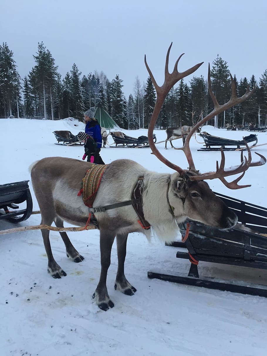Lapland, Reindeer, Snow, winter, cold temperature, one person HD wallpaper