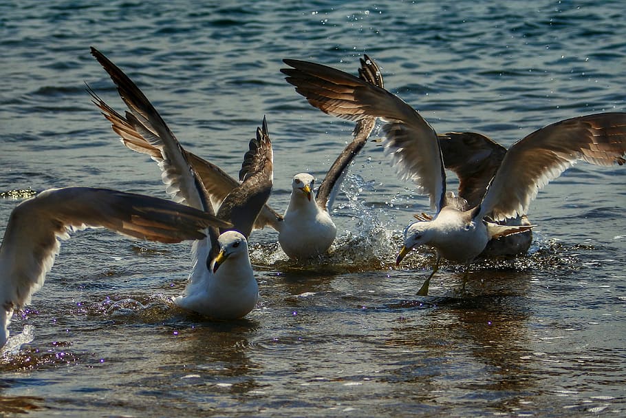 Animal, Sea, Beach, Wave, Seabird, sea gull, seagull, summer HD wallpaper