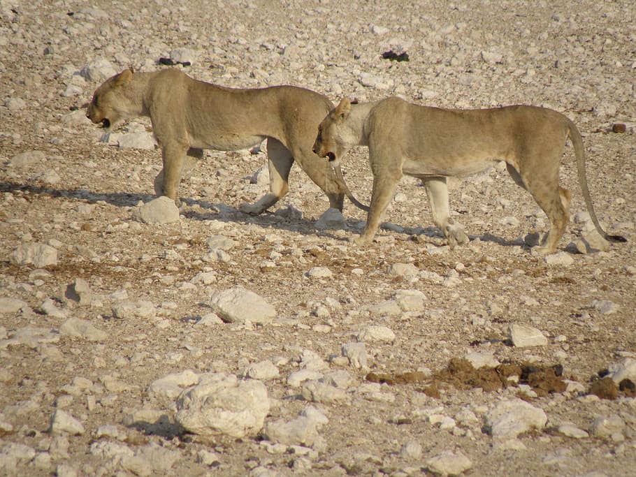 lionesses, namibia, park, group of animals, animal themes, mammal HD wallpaper