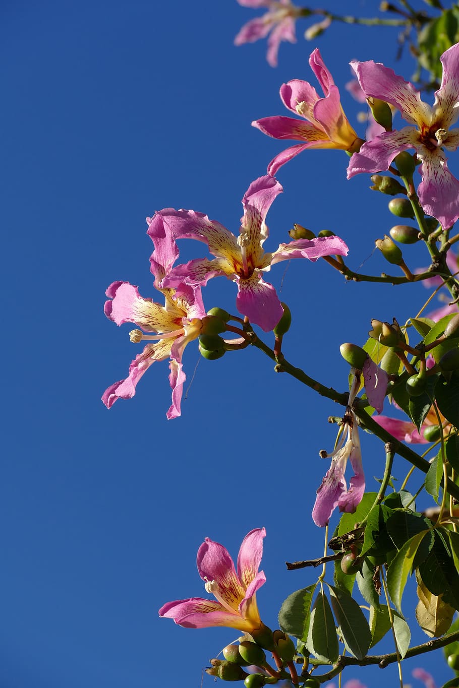 flower, tree, flora, spain, méditerranée, pink, nature, branch HD wallpaper