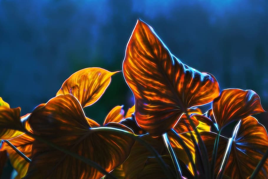 Autumn Leaves, Visual Composer, true north, one animal, nature HD wallpaper