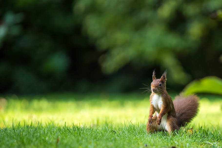 brown squirrel on green grass lawn, brown squirrel standing on grass HD wallpaper