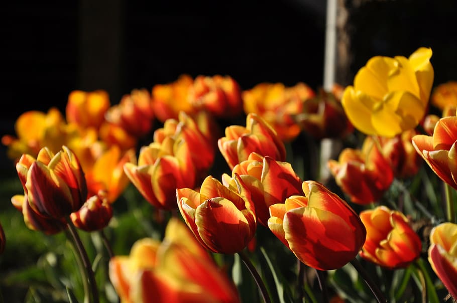 tulips, yellow, red, spring, flowers, flowering plant, freshness HD wallpaper