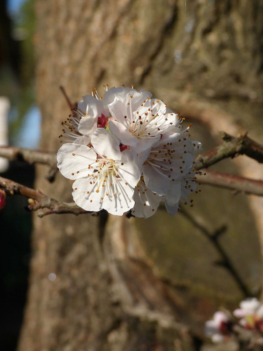 spring, branch, macro, flower, plant, flowering plant, fragility HD wallpaper
