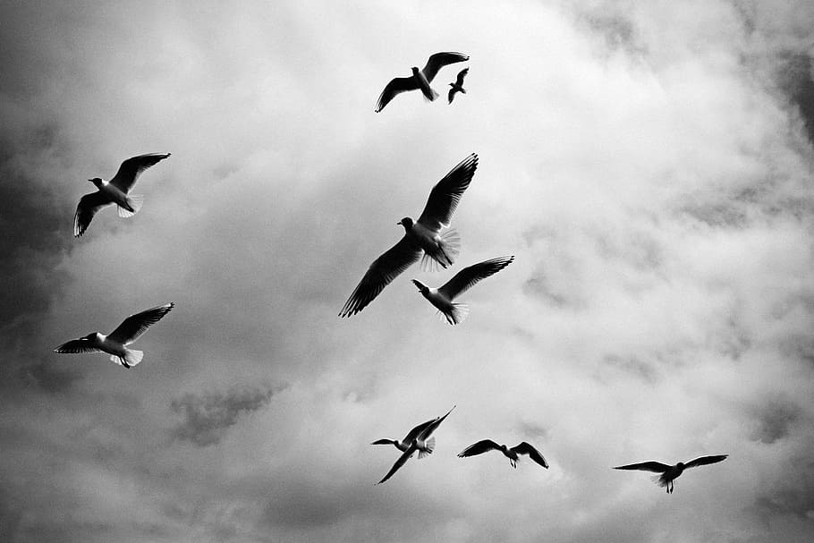 grayscale photography of flock of flying gulls under cloudy sky HD wallpaper