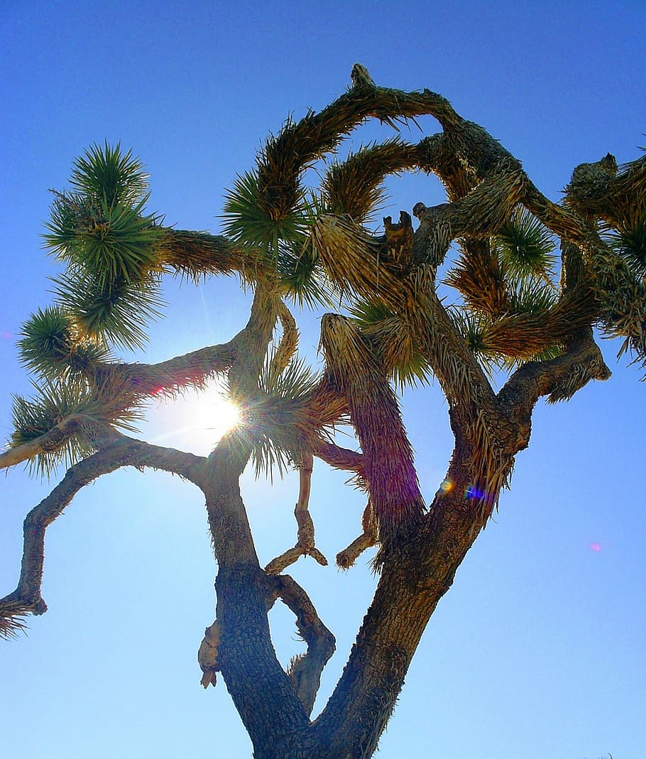Joshua Tree, Cactus, Desert, national park, nature, sky, blue HD wallpaper