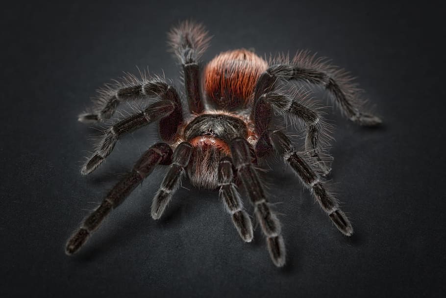 black and red tarantula in closeup photography, spider, arachnophobia