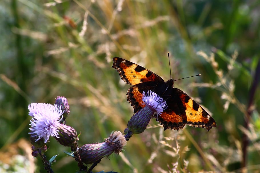 butterfly, little fox, backlighting, insect, nature, close up HD wallpaper