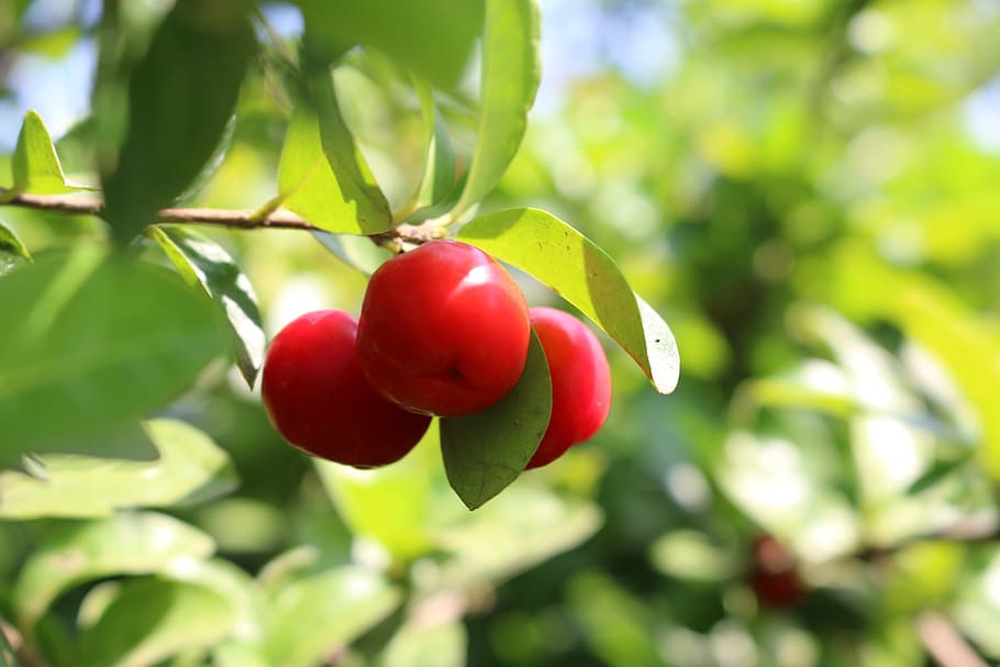 green, tree, plant, fruit, food and drink, healthy eating, red HD wallpaper